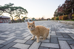 ちょっと日が延びたニャン