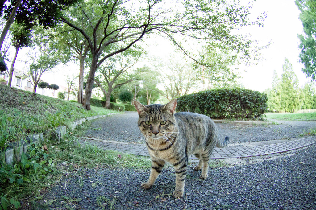 またきたか！早く出せ