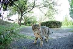 またきたか！早く出せ