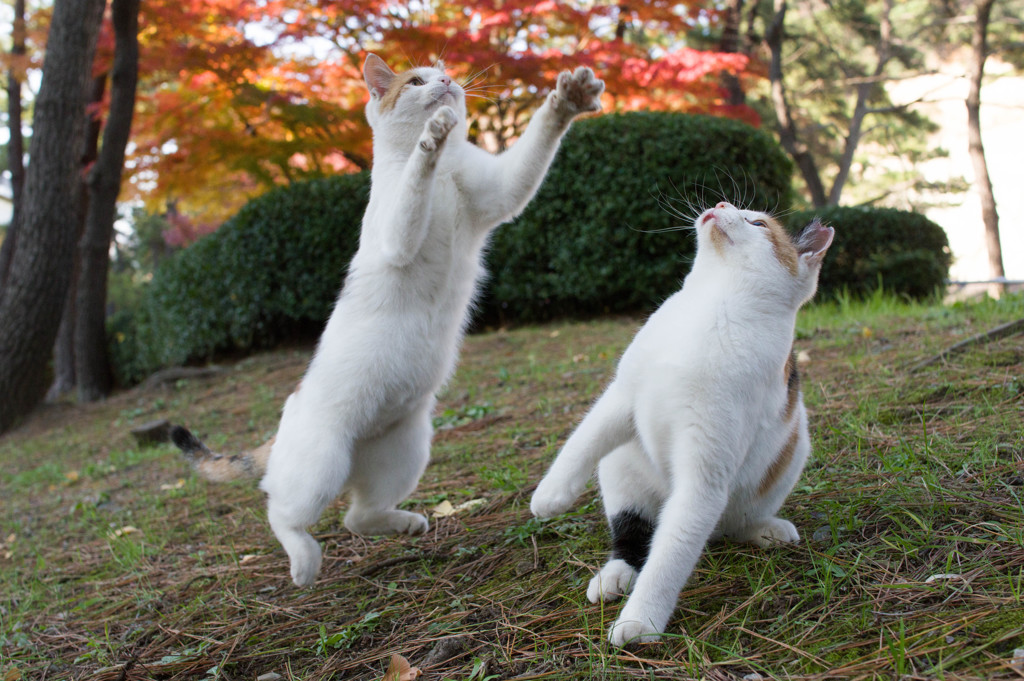 三毛猫達２