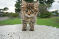 長毛種の子猫