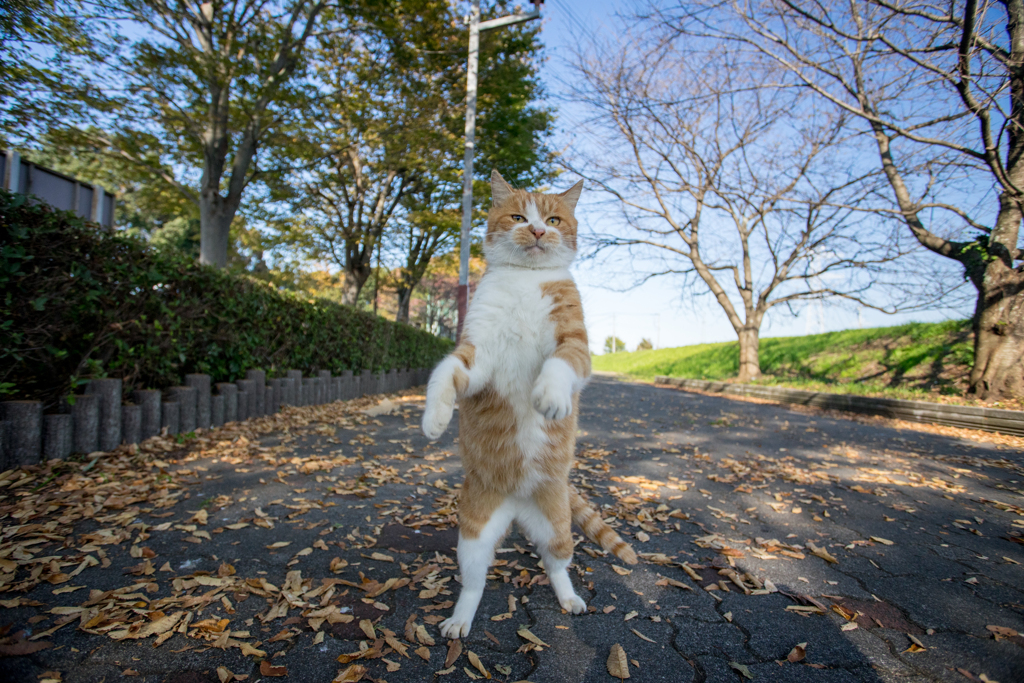 晩秋の散歩道