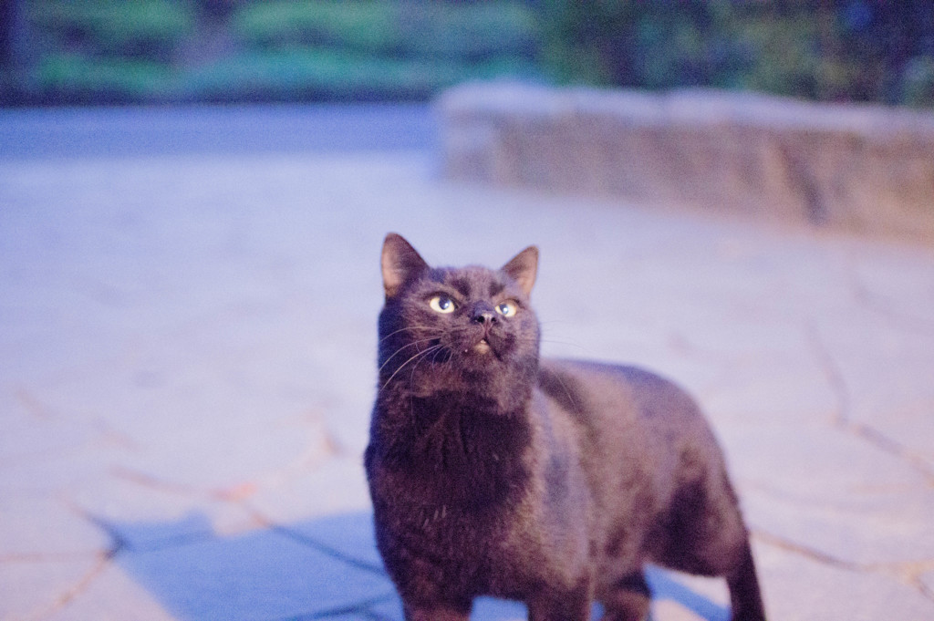 ゴリ