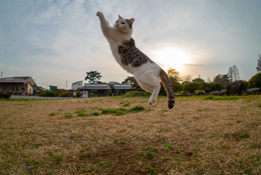 レッドブルにゃん