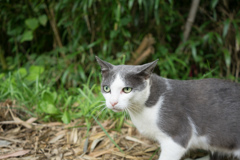 島の猫６