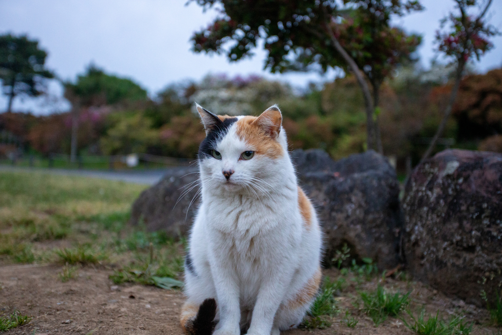 ミケコ