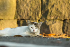 夕焼けにゃんにゃん