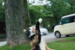 あれはニャんだ？