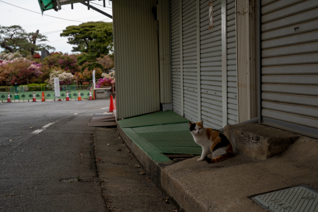 お休みにゃあ