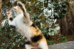 がおー