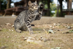 にゃんですか？