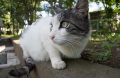 猫まま