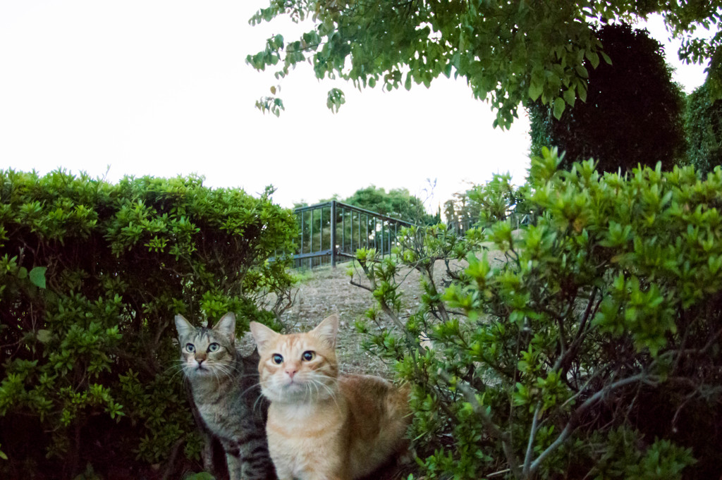 何か来た
