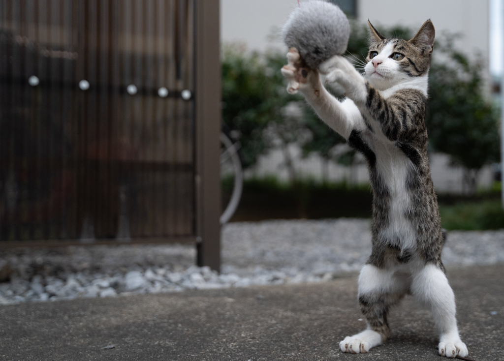 つかんだ！