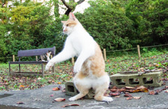 やるきなし