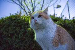 こんばんにゃ