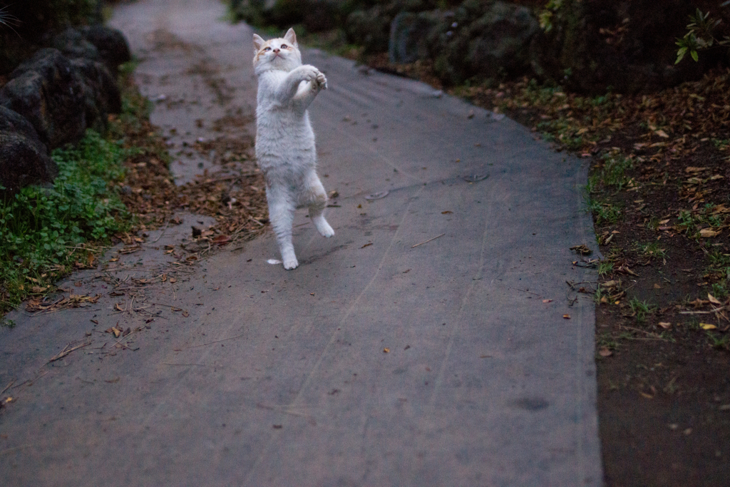 スキップ