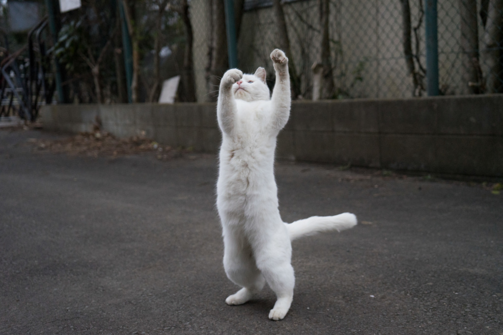 もりもり