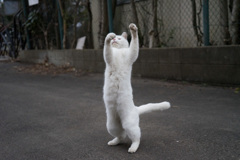 もりもり