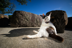 くつろぐ猫