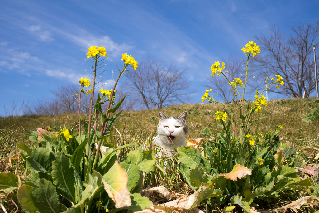 にゃの花