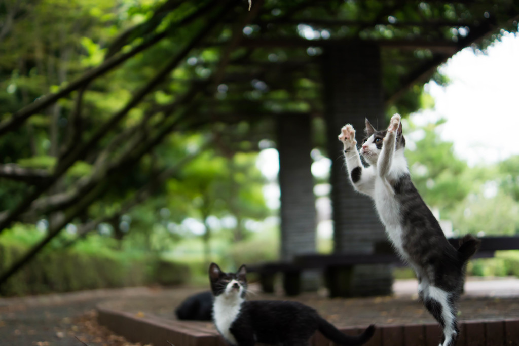 子猫達３
