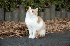 ちびねこ３