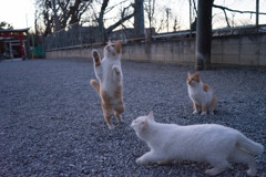 飲んでませんよ～
