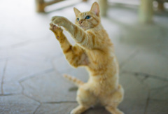 こねるねこ
