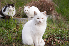 猫にも干支を