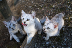 クレクレ×３