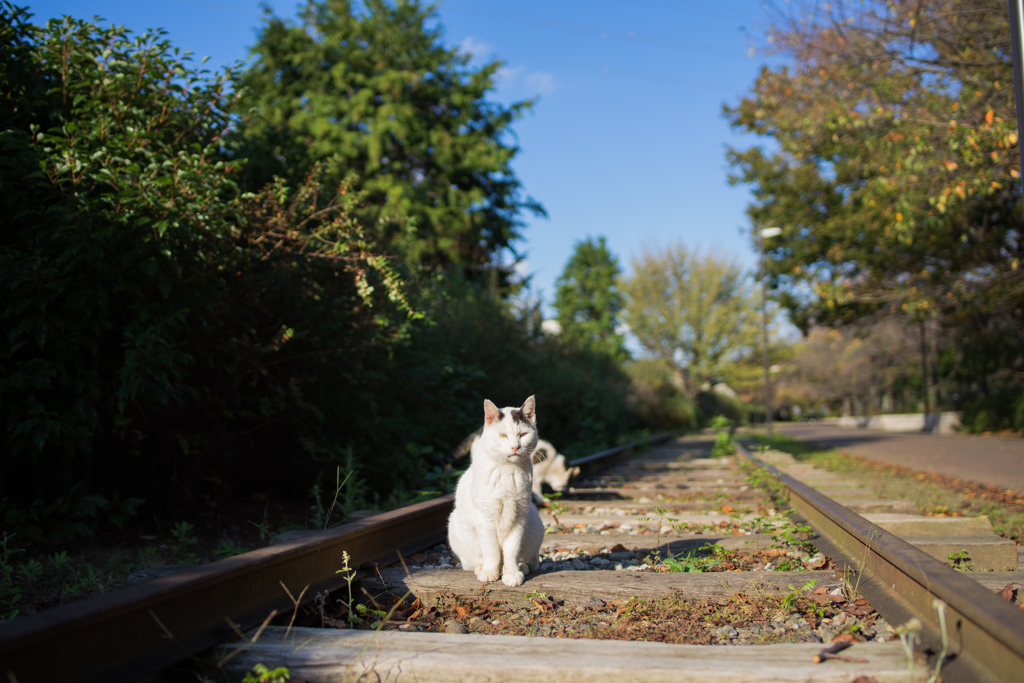 廃線跡の公園