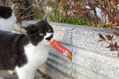 何かようかにゃ？