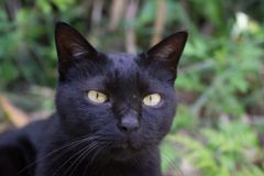 島の猫4