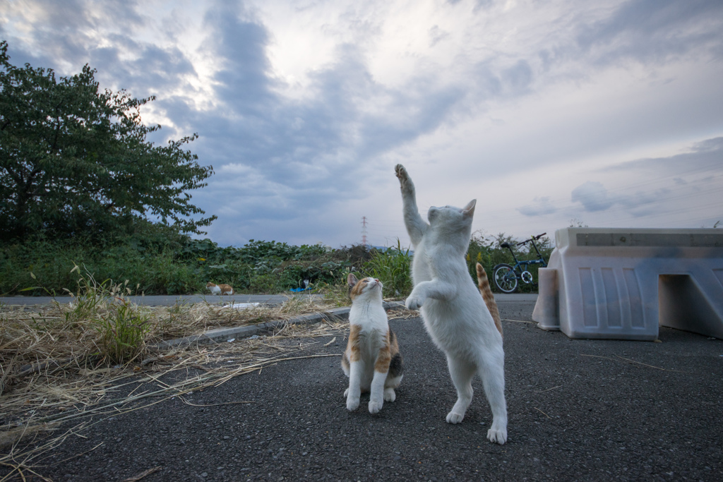 あの辺の雨雲が怪しいニャン