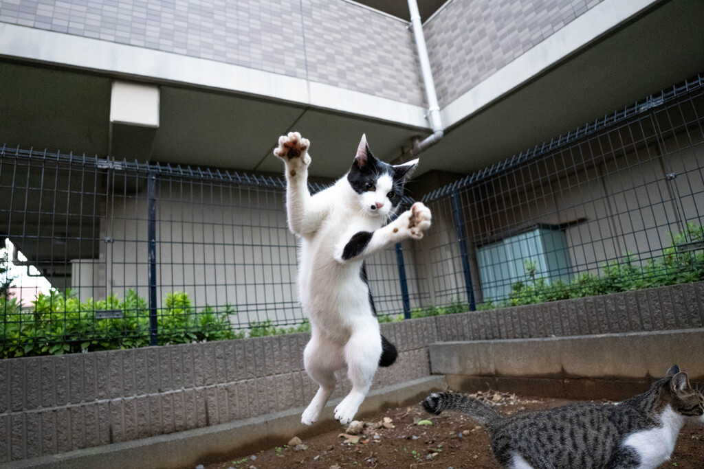 ぴょん