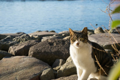 京浜運河の猫