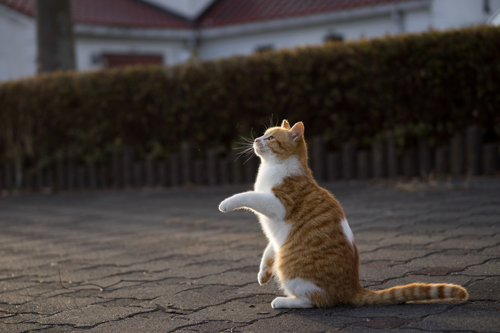 暮れていくニャン