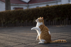 暮れていくニャン