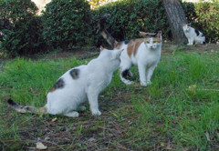 三毛猫達３