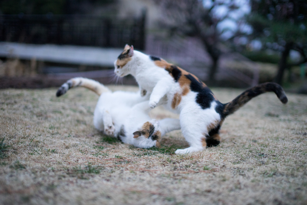 三毛猫の春３