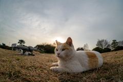 グルメな猫