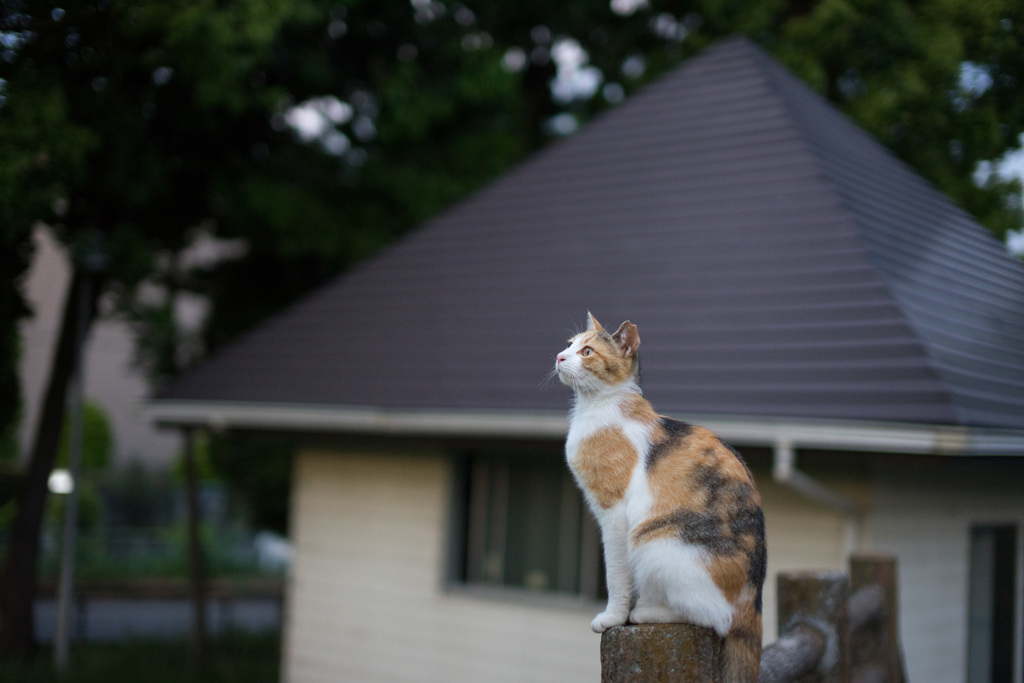 天気が気にニャる