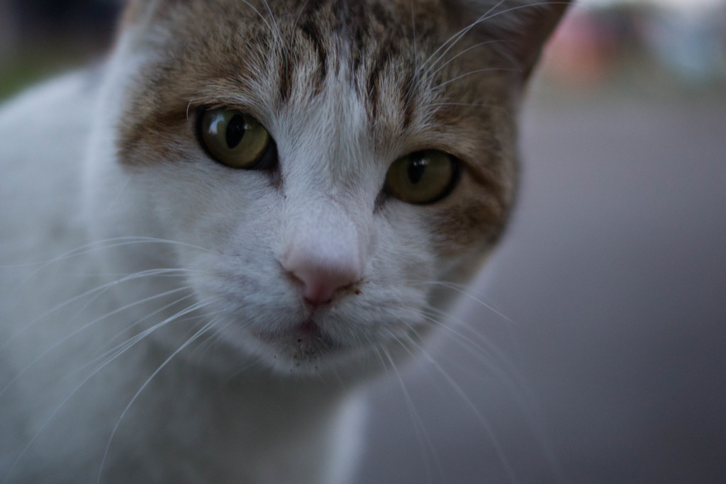 みけ猫１号アップ
