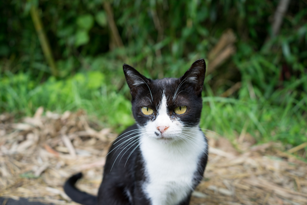 島の猫５