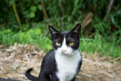 島の猫５
