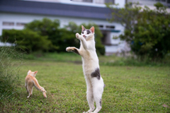 ボヤッキー