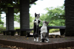 子猫達２
