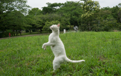 ワラビー