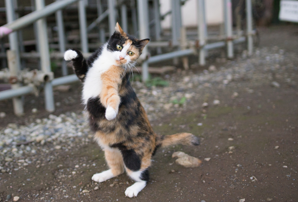 猫ダンス１